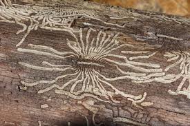 Attēlu rezultāti vaicājumam “Scolytus scolytus, Scolytus multistriatus”