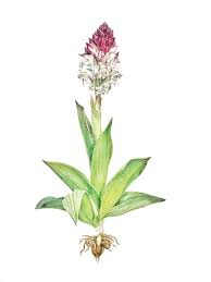 Attēlu rezultāti vaicājumam “Orchis ustulata”