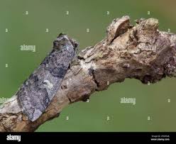 Attēlu rezultāti vaicājumam “Tethea or”