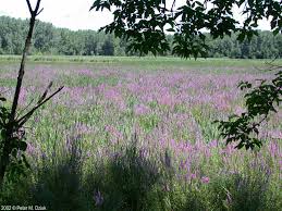 Attēlu rezultāti vaicājumam “Lythrum salicaria flower”