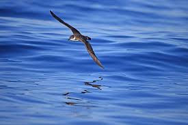 Image result for Puffinus gravis