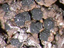 Attēlu rezultāti vaicājumam “Arthonia leucopellaea”