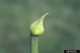 Attēlu rezultāti vaicājumam “Allium cepa bud”