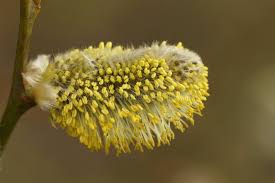 Attēlu rezultāti vaicājumam “Salix myrsinifolia male flower”