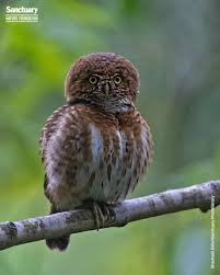 Attēlu rezultāti vaicājumam “Strigiformes”