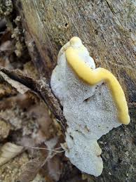 Attēlu rezultāti vaicājumam “Antrodiella”