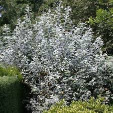 Attēlu rezultāti vaicājumam “Populus alba Nivea”