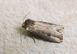 Attēlu rezultāti vaicājumam “Axylia putris”