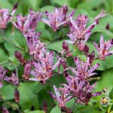 Image result for Tricyrtis `Black Beauty`