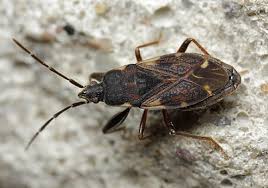 Attēlu rezultāti vaicājumam “Eremocoris plebejus”