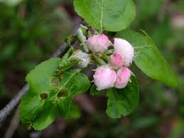 Attēlu rezultāti vaicājumam “Malus sylvestris”
