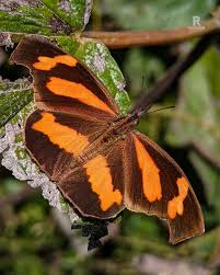 Attēlu rezultāti vaicājumam “Papilio machaon upperside”