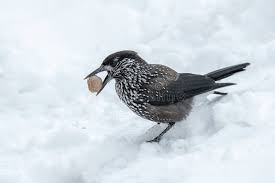 Image result for Nucifraga caryocatactes