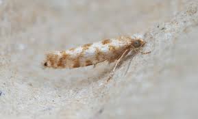 Attēlu rezultāti vaicājumam “Trichia longipalpis macro”