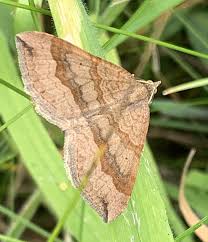 Attēlu rezultāti vaicājumam “Scotopteryx chenopodiata”