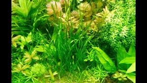 「扭蘭」的圖片搜尋結果