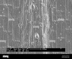Attēlu rezultāti vaicājumam “Poa remota leaf”
