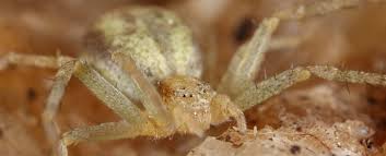 Attēlu rezultāti vaicājumam “Philodromidae”