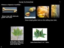 Attēlu rezultāti vaicājumam “Platanus x hispanica (syn. Platanus x acerifolia)”