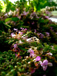 Attēlu rezultāti vaicājumam “Stachys sylvatica leaf”