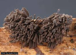 Attēlu rezultāti vaicājumam “Stemonitidaceae”