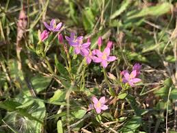 Image result for Centaurium erythraea