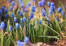 Attēlu rezultāti vaicājumam “Muscari armeniacum flower”