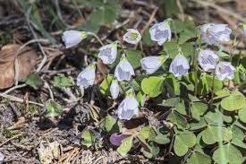 Attēlu rezultāti vaicājumam “Oxalis acetosella flower”
