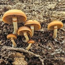 Attēlu rezultāti vaicājumam “Lycogala asperum macro”