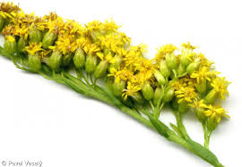 Attēlu rezultāti vaicājumam “Solidago canadensis fruit”