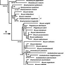 Attēlu rezultāti vaicājumam “Bryum funkii cells”