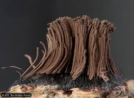 Attēlu rezultāti vaicājumam “Stemonitis flavogenita macro”