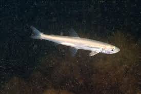 Image result for Osmerus mordax