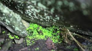 Attēlu rezultāti vaicājumam “Schistostega pennata”