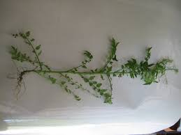 Attēlu rezultāti vaicājumam “Cardamine impatiens”