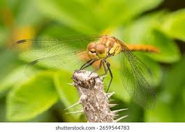 Attēlu rezultāti vaicājumam “Sympetrum flaveolum”