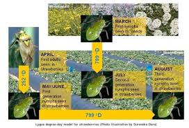 Attēlu rezultāti vaicājumam “Lygus nymph nymph”