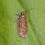 Attēlu rezultāti vaicājumam “Depressaria olerella”