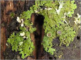 Attēlu rezultāti vaicājumam “Physconia distorta”