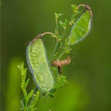 Attēlu rezultāti vaicājumam “Cytisus scoparius fruit”