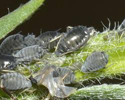 Attēlu rezultāti vaicājumam “Thecabius affinis nymph”