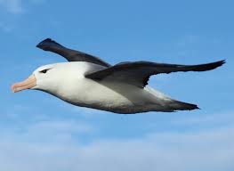 Image result for Thalassarche melanophris