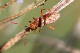 Attēlu rezultāti vaicājumam “Rhopalus maculatus”