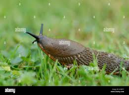 Attēlu rezultāti vaicājumam “Arion rufus”