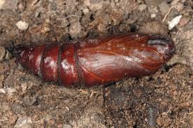 Attēlu rezultāti vaicājumam “Sphinx pinastri larva”
