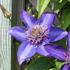 Image result for clematis multi blue