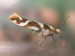 Attēlu rezultāti vaicājumam “Argyresthia goedartella”