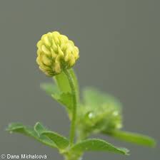 Attēlu rezultāti vaicājumam “Medicago lupulina bud”