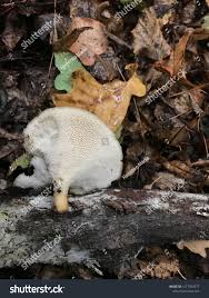 Attēlu rezultāti vaicājumam “Polyporus melanopus”