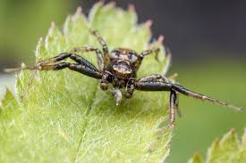 Attēlu rezultāti vaicājumam “Xysticus bifasciatus”